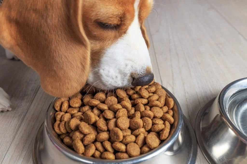 comida perro